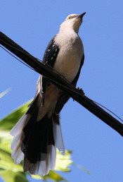 tropical mockingbird