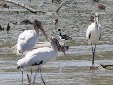 Wood Stork