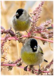 Lawrence's Goldfinch