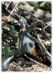 Mountain Quail