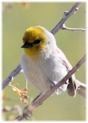 Verdin