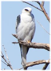 White-tailed Kite