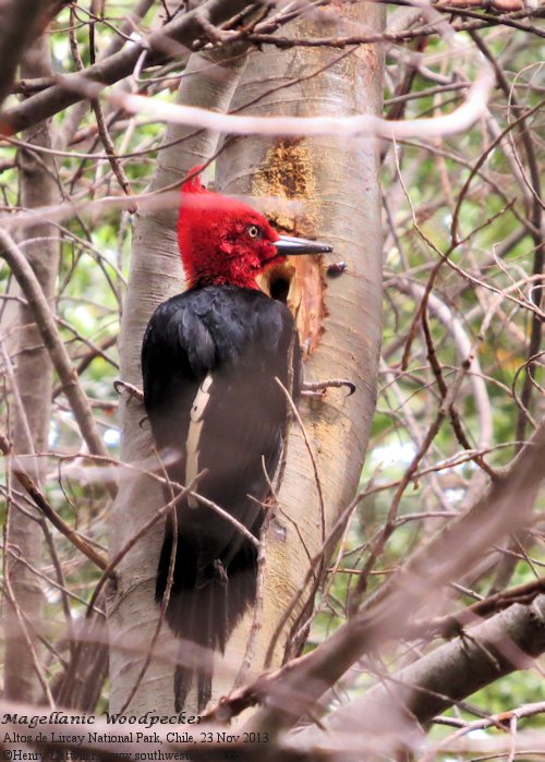magellanic woodpecker