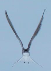 Arctic Tern Iceland
