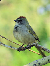 Green-tailed Towhee