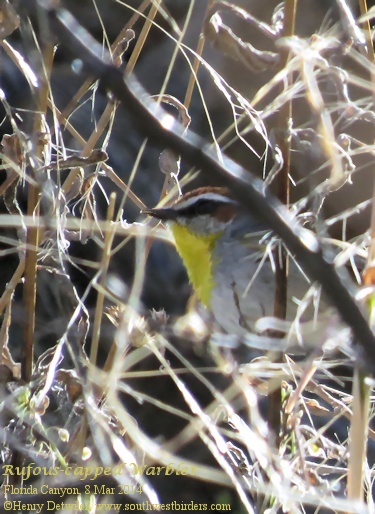 Rufous-capped warbler