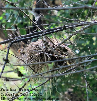 Sinaloa Wren nest