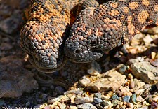 Gila Monster