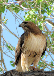 Red-tailed Hawk with ground squirrel