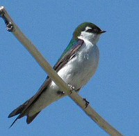 Violent-green Swallow