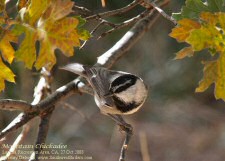 mountain chickadee
